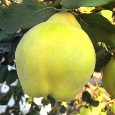 мягкоплодная айв